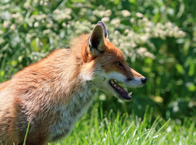 Join our monthly Woodland wildlife wander in Chippenham