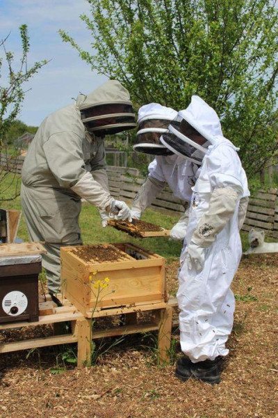 A project using honeybees and their hives as therapy for people