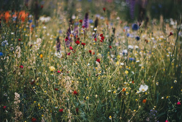 Get involved with us - social gardening, conservation and citizen science