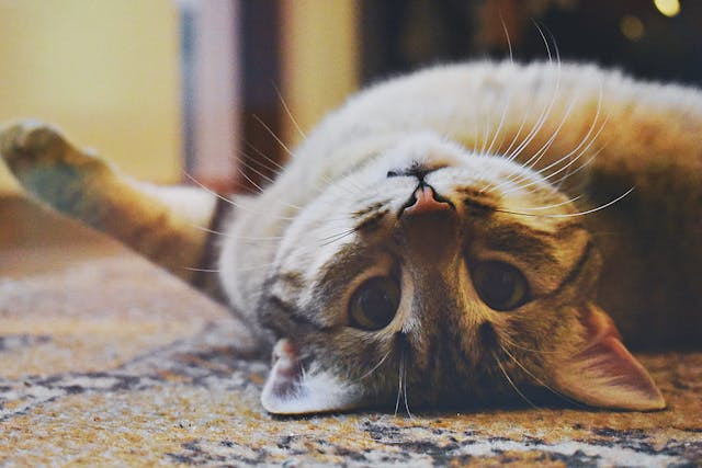 Fosterers needed to provide a safe haven for cats