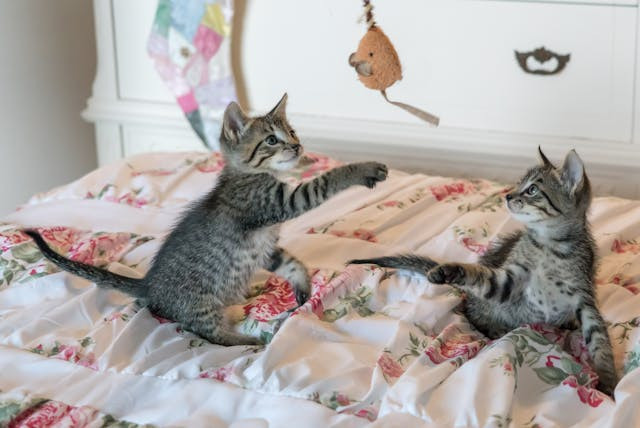 Fundraising Event Volunteer, Salisbury & District Cats Protection