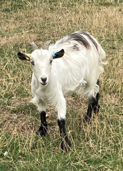 We are looking for volunteers to come and help us on the farm. Lovers of animals and nature!