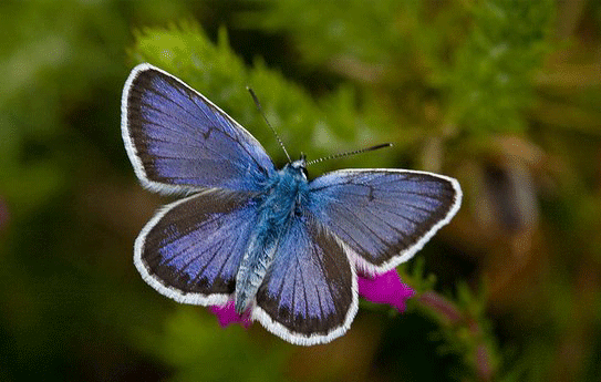 Treasurer needed for the Wiltshire Branch of the Butterfly Conservation charity